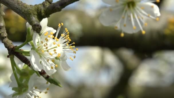 Agricoltura, bellissimi alberi di prugne in fiore nel frutteto, Lot et Garonne, 47 — Video Stock