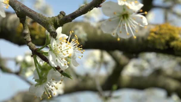 Landbouw, prachtige blosoming plum fruitbomen in de boomgaard, Lot et Garonne, 47 — Stockvideo