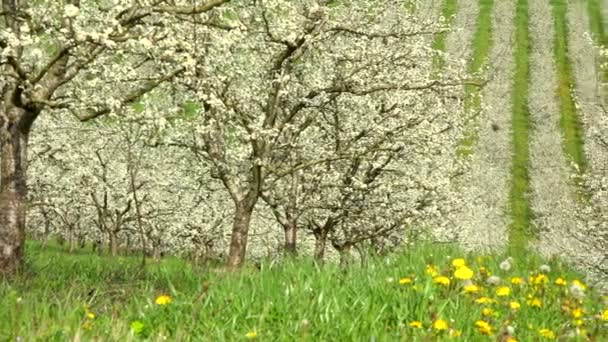 Landwirtschaft, schöne blühende Zwetschgenbäume im Obstgarten, lot et garonne, 47 — Stockvideo