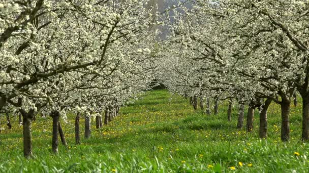 Agricoltura, bellissimi alberi di prugne in fiore nel frutteto, Lot et Garonne, 47 — Video Stock