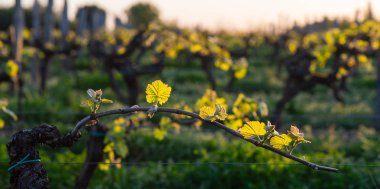 Bordeaux üzüm bağında yetişen sarmaşıkta baharın başında yeni böcek ve yapraklar filizleniyor.