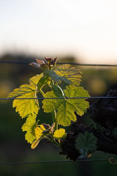 Nuevo insecto y hojas brotando a principios de la primavera en una vid trellised que crece en el viñedo de Burdeos — Foto de Stock
