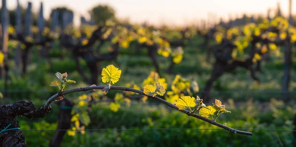 Nouvelle punaise et nouvelles feuilles germant au début du printemps sur une vigne treillis poussant dans le vignoble bordeaux — Photo