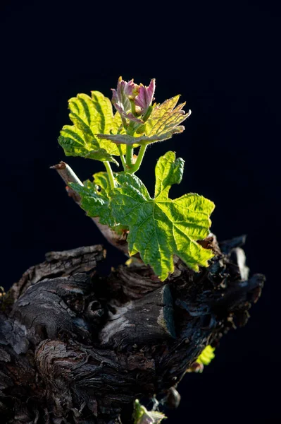 Nieuwe wants en bladeren ontkiemen aan het begin van de lente op een getralibreerde wijnstok die groeit in bordeaux wijngaard — Stockfoto