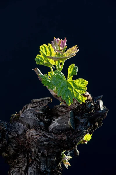 Νέο έντομο και φύλλα φυτρώνουν στην αρχή της άνοιξης σε ένα αμπελώνα που καλλιεργείται σε μπορντώ αμπέλια — Φωτογραφία Αρχείου