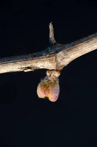 Ny bugg och blad grodda i början av våren på en spaljerad vinranka som växer i Bordeauxvingården — Stockfoto