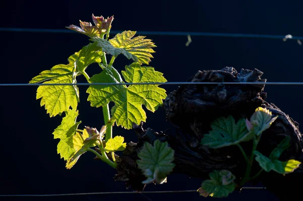 Νέο έντομο και φύλλα φυτρώνουν στην αρχή της άνοιξης σε ένα αμπελώνα που καλλιεργείται σε μπορντώ αμπέλια — Φωτογραφία Αρχείου