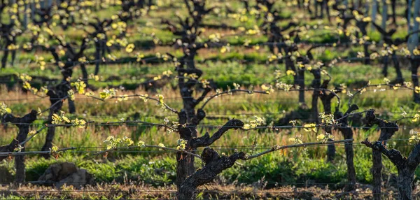 Bordeaux üzüm bağında yetişen sarmaşıkta baharın başında yeni böcek ve yapraklar filizleniyor. — Stok fotoğraf