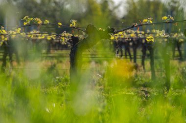 Bordeaux üzüm bağında yetişen sarmaşıkta baharın başında yeni böcek ve yapraklar filizleniyor.