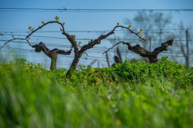Bordeaux üzüm bağında yetişen sarmaşıkta baharın başında yeni böcek ve yapraklar filizleniyor.