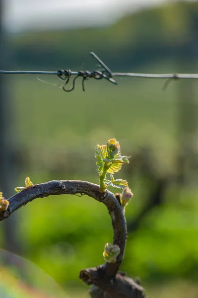 Nuevo insecto y hojas brotando a principios de la primavera en una vid trellised que crece en el viñedo de Burdeos — Foto de Stock