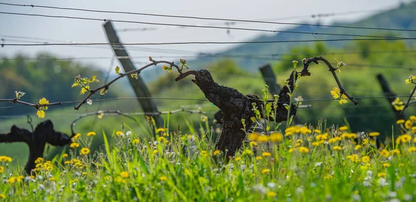 Nieuwe wants en bladeren ontkiemen aan het begin van de lente op een getralibreerde wijnstok die groeit in bordeaux wijngaard — Stockfoto