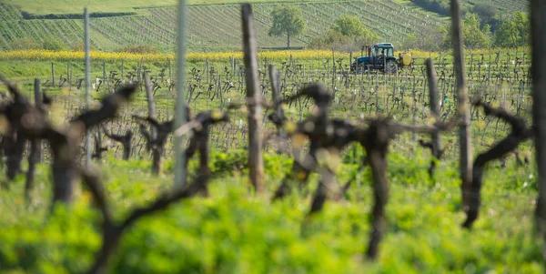 New bug and leaves sprouting at the beginning of spring on a trellised vine growing in bordeaux vineyard — Stock Photo, Image