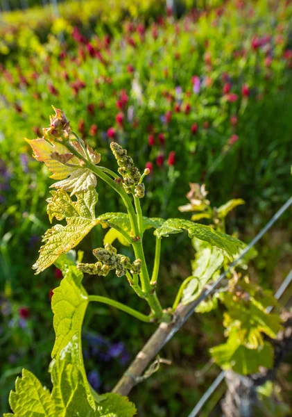 Nuevo insecto y hojas brotando a principios de la primavera en una vid trellised que crece en el viñedo de Burdeos — Foto de Stock