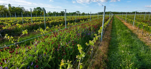 Ny bugg och blad grodda i början av våren på en spaljerad vinranka som växer i Bordeauxvingården — Stockfoto