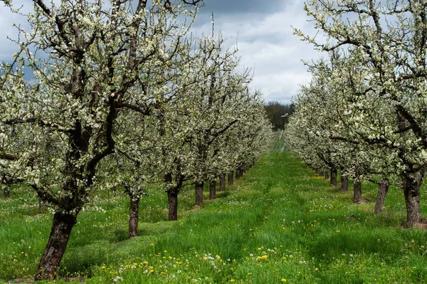 Riklig våren blossom i välskötta plommon träd fruktträdgårdar nära Villeneuve-sur-Lot, Lot-et-Garonne, Frankrike — Stockfoto