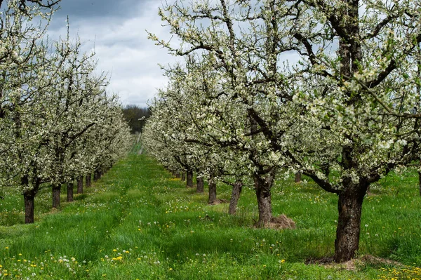 Riklig våren blossom i välskötta plommon träd fruktträdgårdar nära Villeneuve-sur-Lot, Lot-et-Garonne, Frankrike — Stockfoto