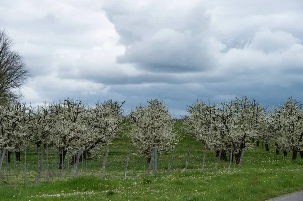 Flor abundante de primavera em pomares de ameixa cultivados perto de Villeneuve-sur-Lot, Lot-et-Garonne, França — Fotografia de Stock