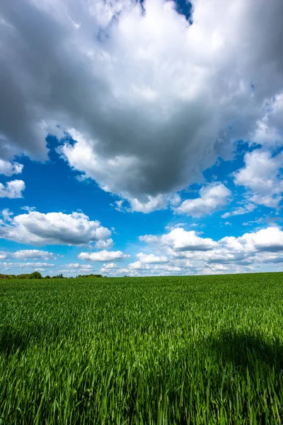 Vista panoramica del campo di grano contro cielo nuvoloso — Foto Stock