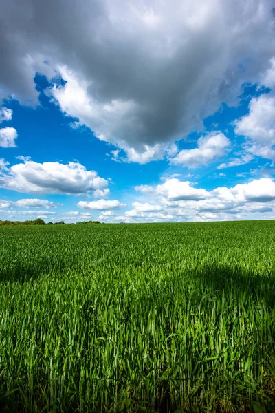 Aussichtsreicher Blick auf das Weizenfeld bei bewölktem Himmel — Stockfoto