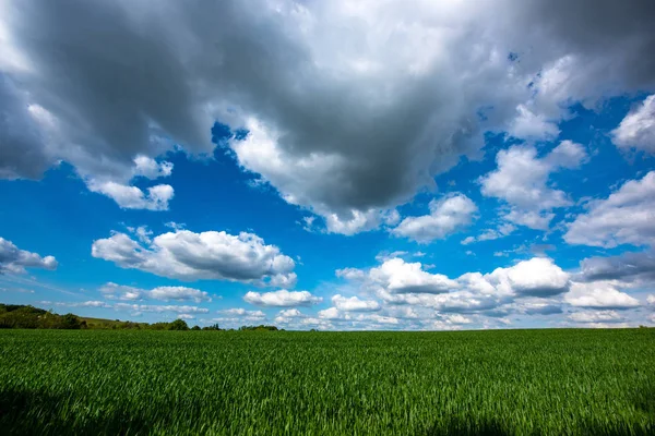 Festői kilátással a búzamező felhős ég ellen — Stock Fotó