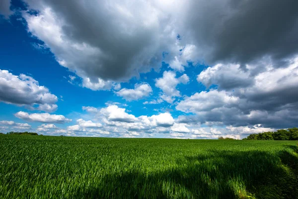 Bulutlu gökyüzü karşı buğday alanının doğal görünümü — Stok fotoğraf
