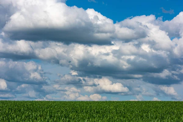 Vista panorámica del campo de trigo contra el cielo nublado — Foto de Stock