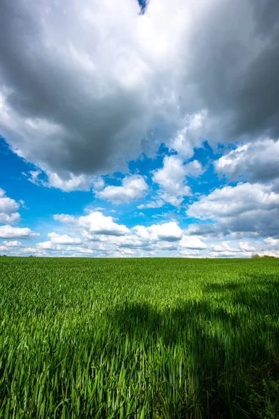 Aussichtsreicher Blick auf das Weizenfeld bei bewölktem Himmel — Stockfoto