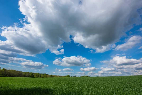 Мальовничий вид на пшеничне поле на похмуре небо — стокове фото