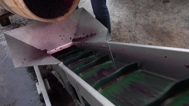 Mélange de vin pendant le processus de fermentation en barrique — Video