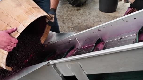 Mieszanie wina podczas procesu fermentacji w beczce — Wideo stockowe