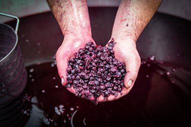 Bordeaux Vineyard fıçısında fermantasyon sırasında şarap karıştırma