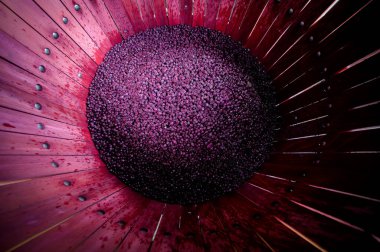 Bordeaux Vineyard fıçısında fermantasyon sırasında şarap karıştırma