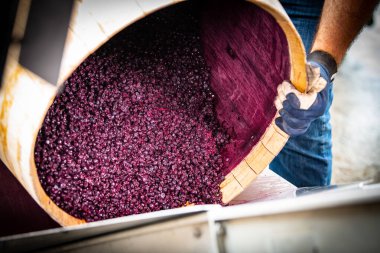 Bordeaux Vineyard fıçısında fermantasyon sırasında şarap karıştırma