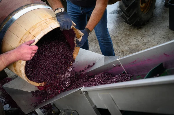 Змішування вина під час бродіння в бочці (Bordeaux Vineyard). — стокове фото