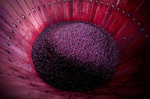Míchání vína během kvašení v sudu, Bordeaux Vineyard — Stock fotografie