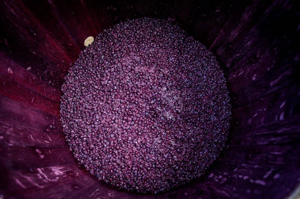Bordeaux Vineyard fıçısında fermantasyon sırasında şarap karıştırma — Stok fotoğraf
