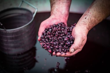 Bordeaux Vineyard fıçısında fermantasyon sırasında şarap karıştırma