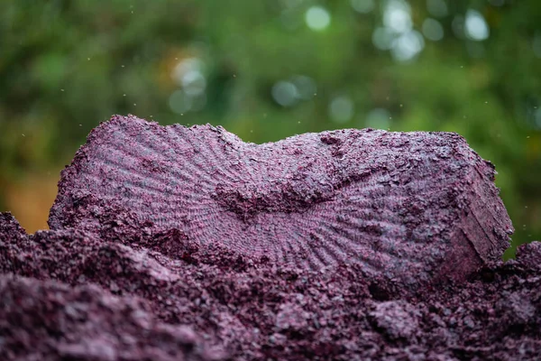 Armazenamento de bagaço de uvas após vinificação, Vinha de Bordéus — Fotografia de Stock