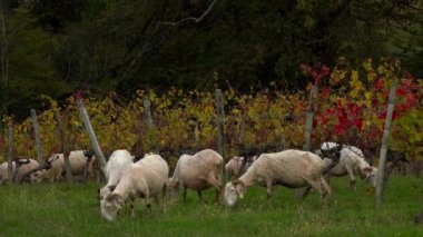 Sürdürülebilir gelişim, Bordeaux üzüm bağında otlayan koyun sürüsü