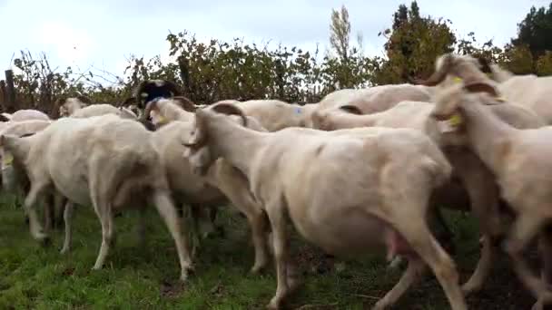 可持续发展，波尔多葡萄园的羊群放牧草 — 图库视频影像