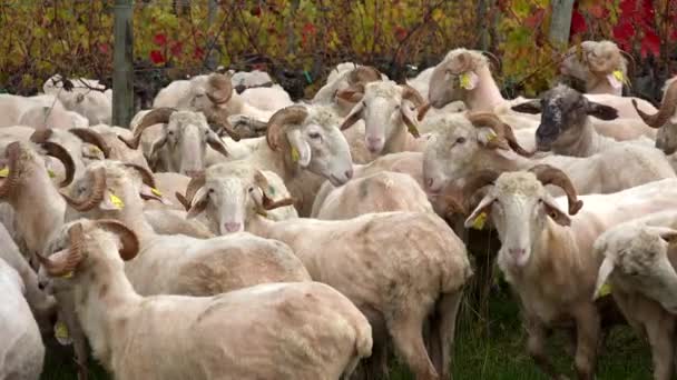 Fenntartható fejlődés, juhok legeltetése a Bordeaux-i szőlőskertben — Stock videók