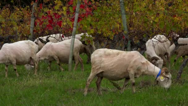 Hållbar utveckling, Flock of sheep betesgräs i Bordeaux Vineyard — Stockvideo