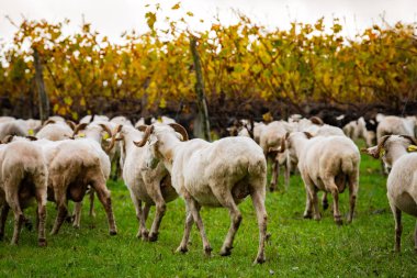 Sustainable development, Flock of sheep grazing grass in Bordeaux Vineyard clipart