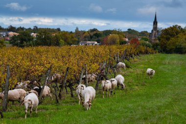 Sustainable development, Flock of sheep grazing grass in Bordeaux Vineyard clipart