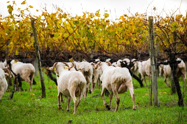 Fenntartható fejlődés, juhok legeltetése a Bordeaux-i szőlőskertben — Stock Fotó