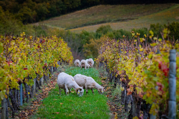 Sustainable development, Flock of sheep grazing grass in Bordeaux Vineyard