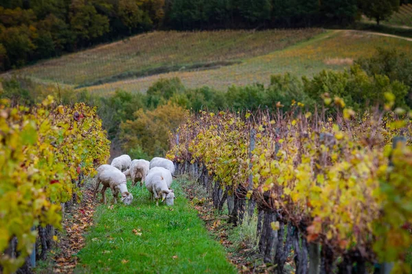 Sustainable development, Flock of sheep grazing grass in Bordeaux Vineyard — Stock Photo, Image