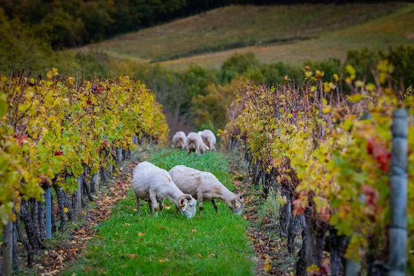 Desarrollo sostenible, rebaño de pastos de ovejas en el viñedo de Burdeos — Foto de Stock