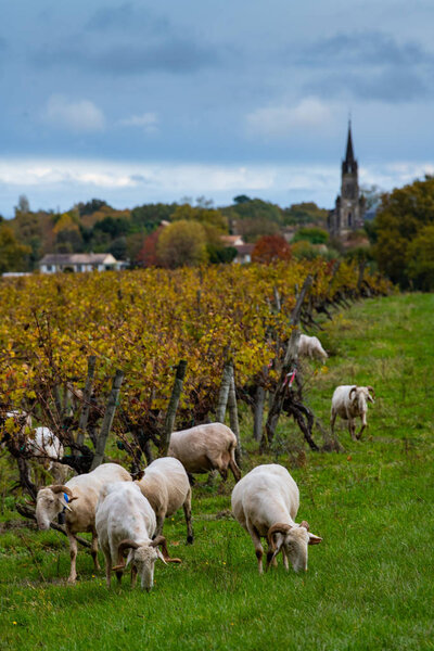 Sustainable development, Flock of sheep grazing grass in Bordeaux Vineyard
